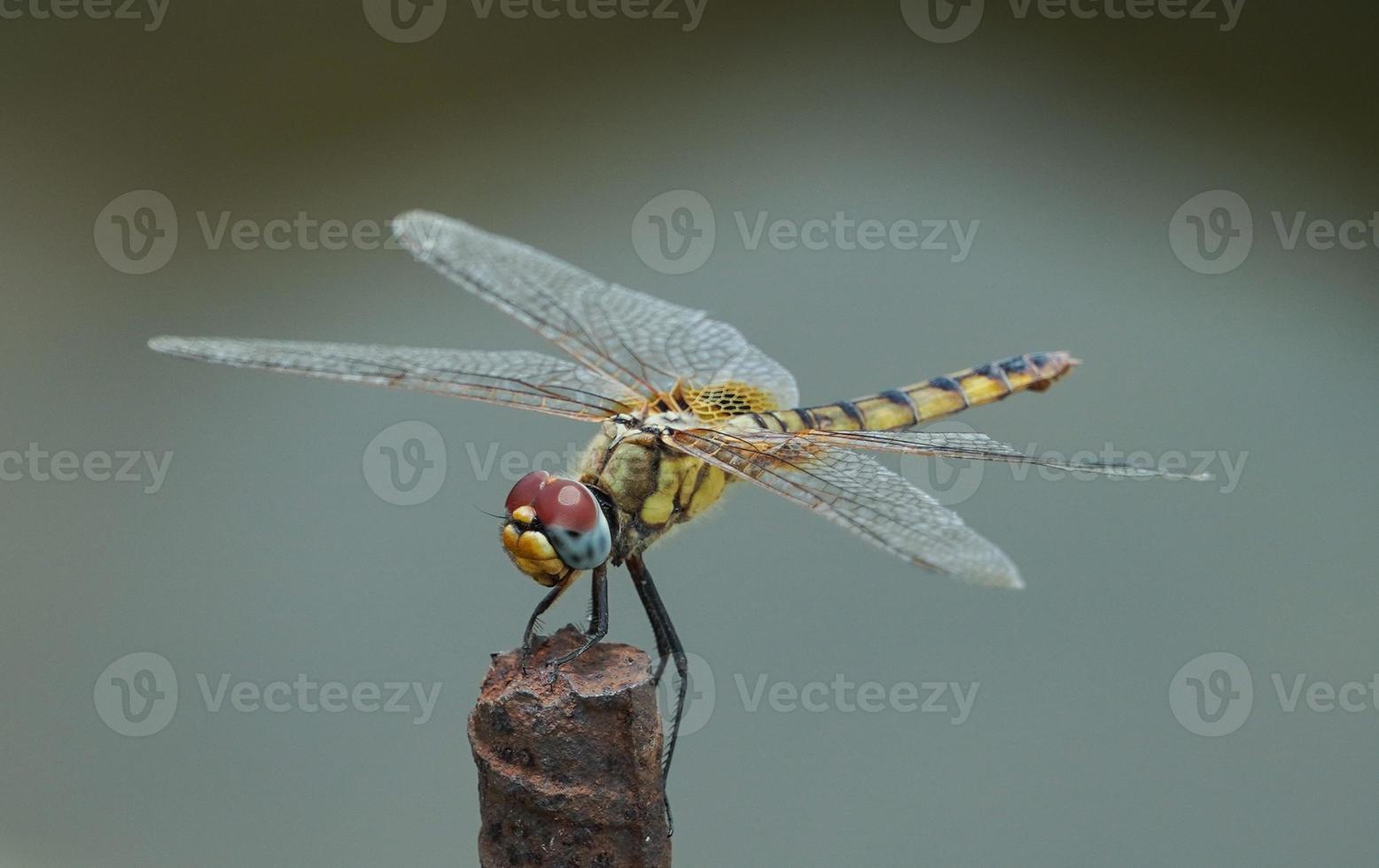 primo piano dragonfly seduto su una linea foto