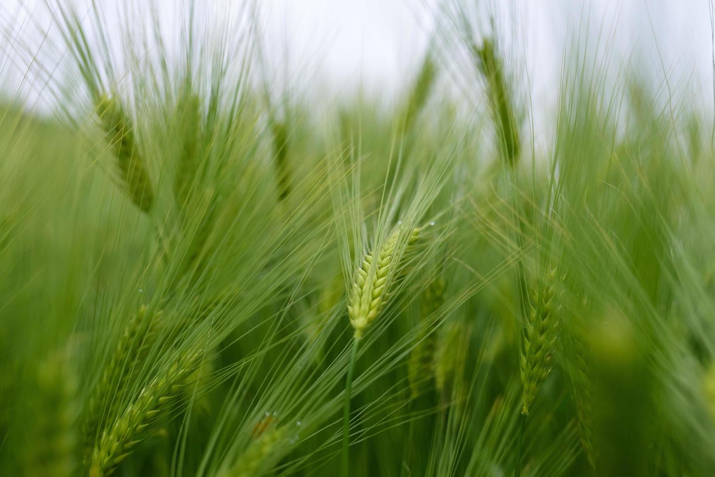 primo piano di grano giovane verde. foto