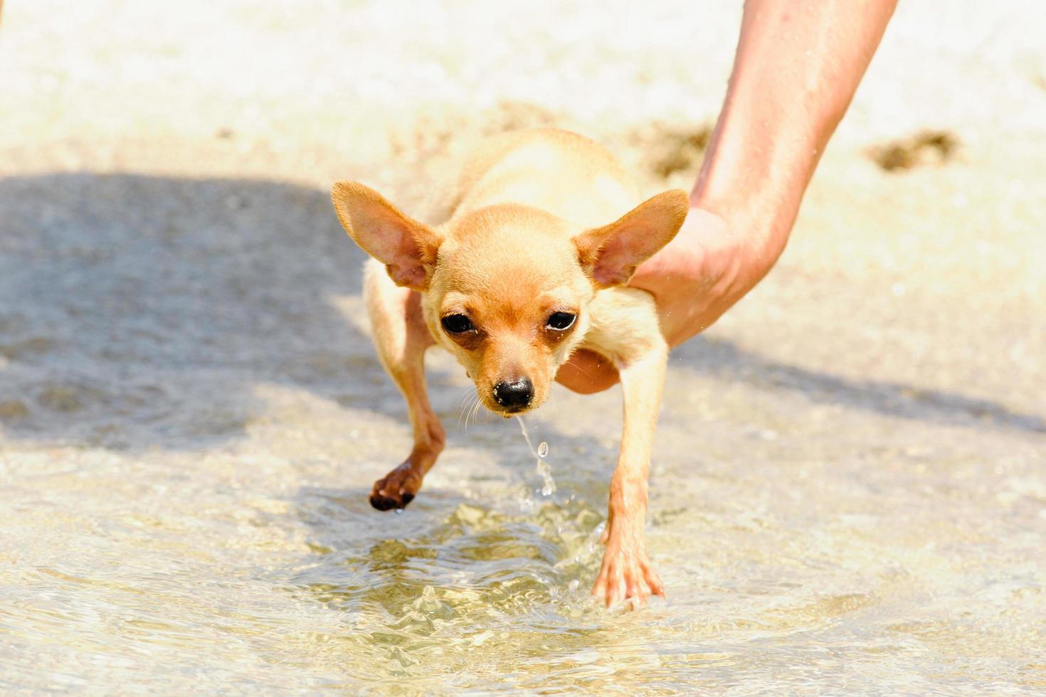 terrier che riposa sul mare foto