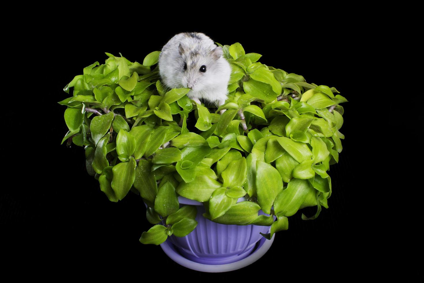 criceto su un fiore verde in una pentola su sfondo nero foto