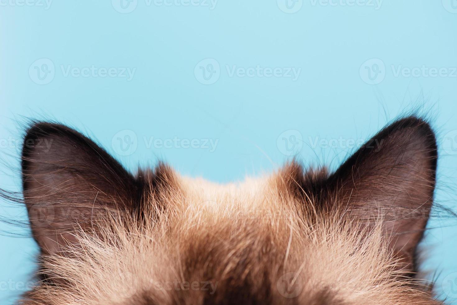 parte del muso. orecchie di gatto su sfondo blu. il giovane gatto è di razza. foto