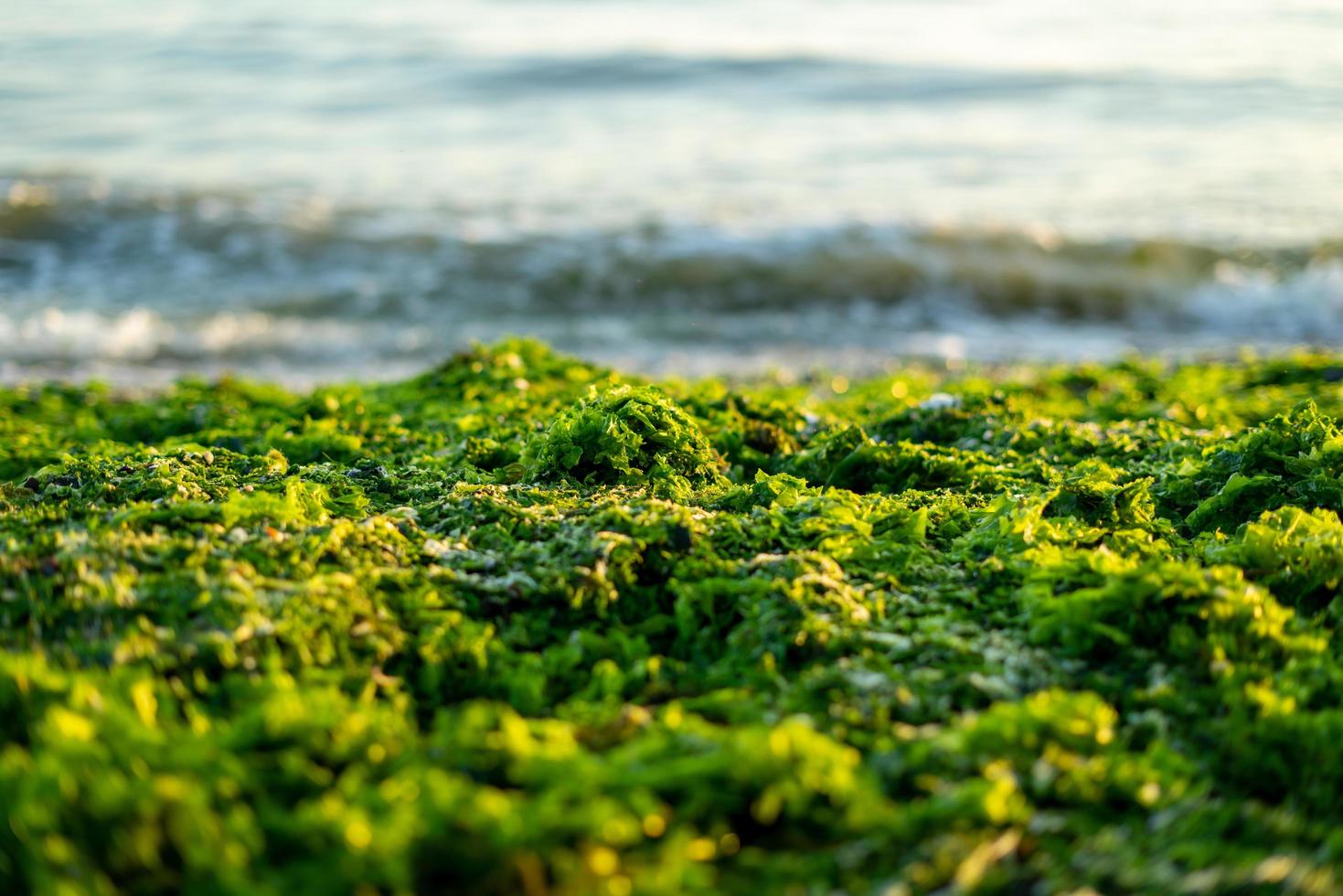 pozzanghera di alghe verdi sul colpo dall'alto della spiaggia foto