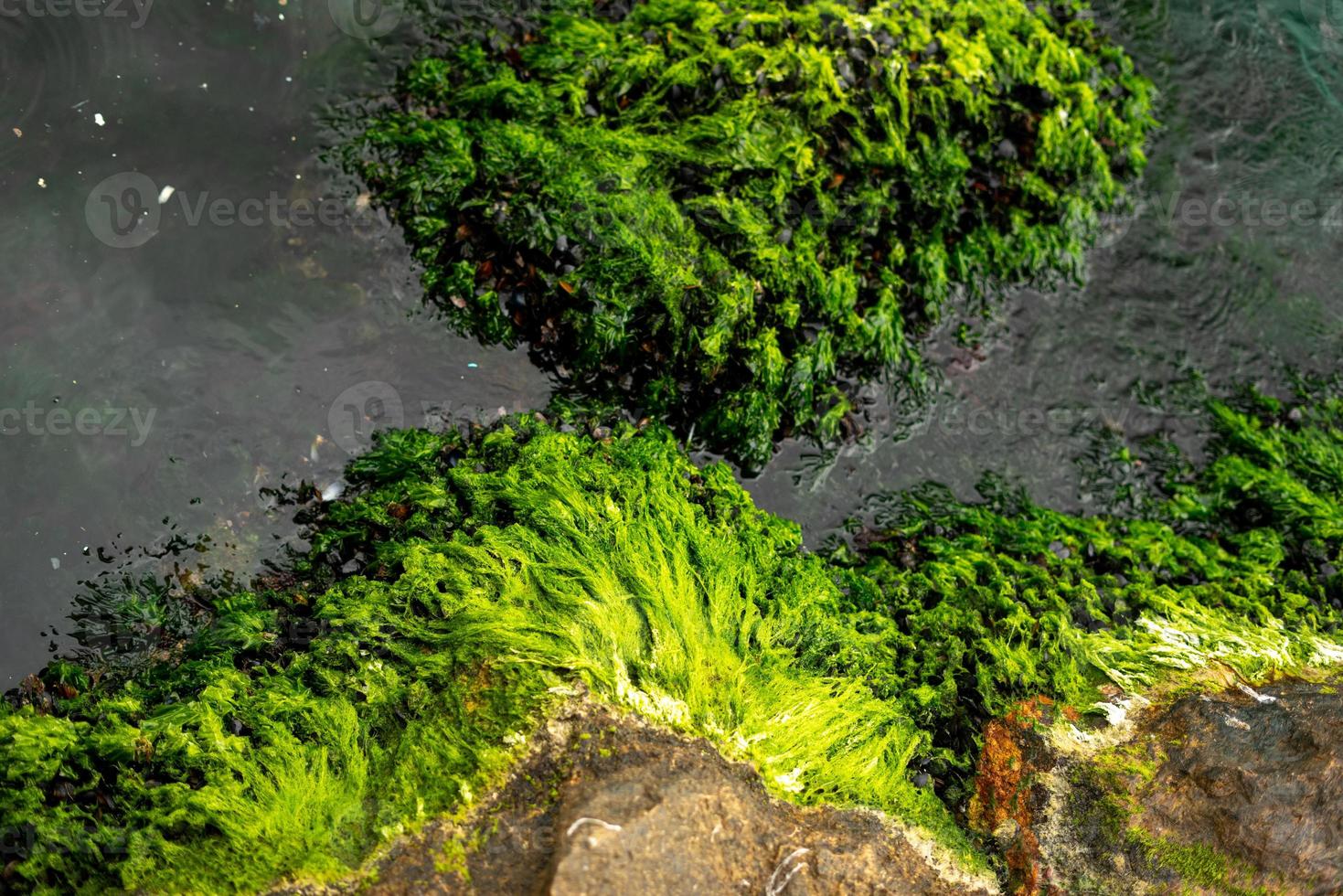 struttura di roccia muschiosa nel mare con acqua verde foto