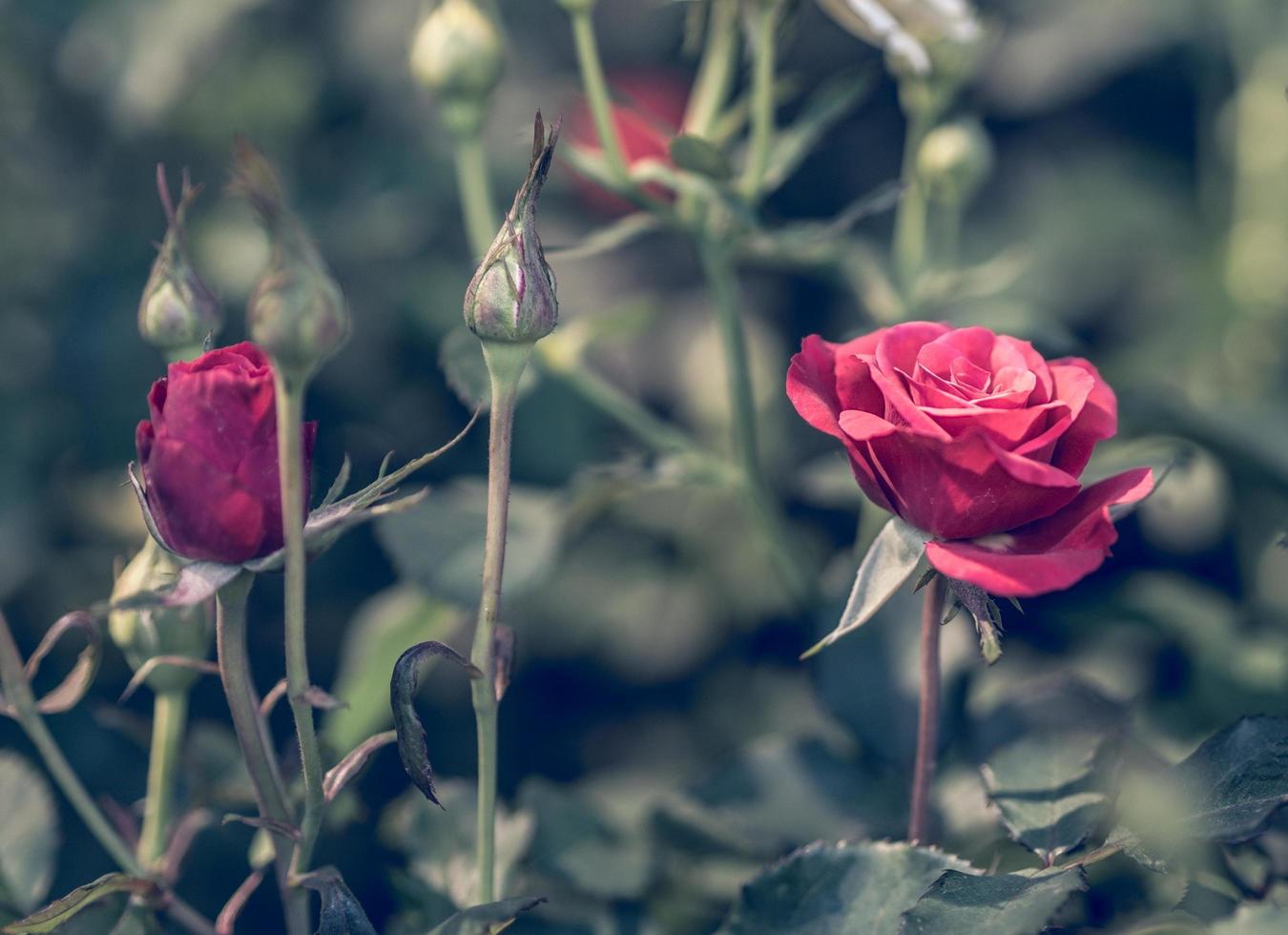 rosa rossa, immagine in stile vintage foto