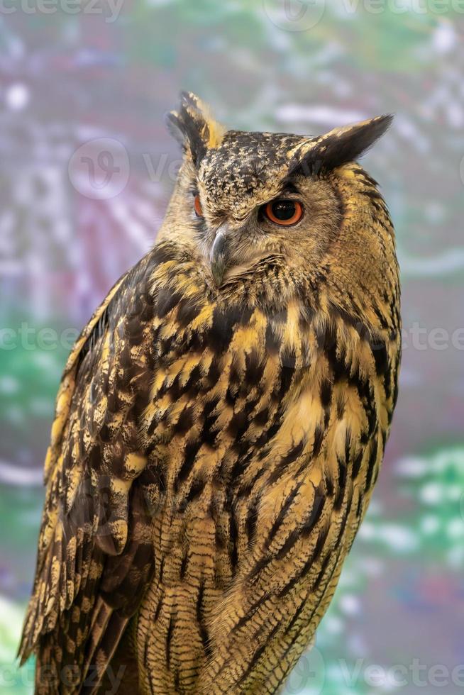 un gufo è un bellissimo uccello simile a un gatto. foto