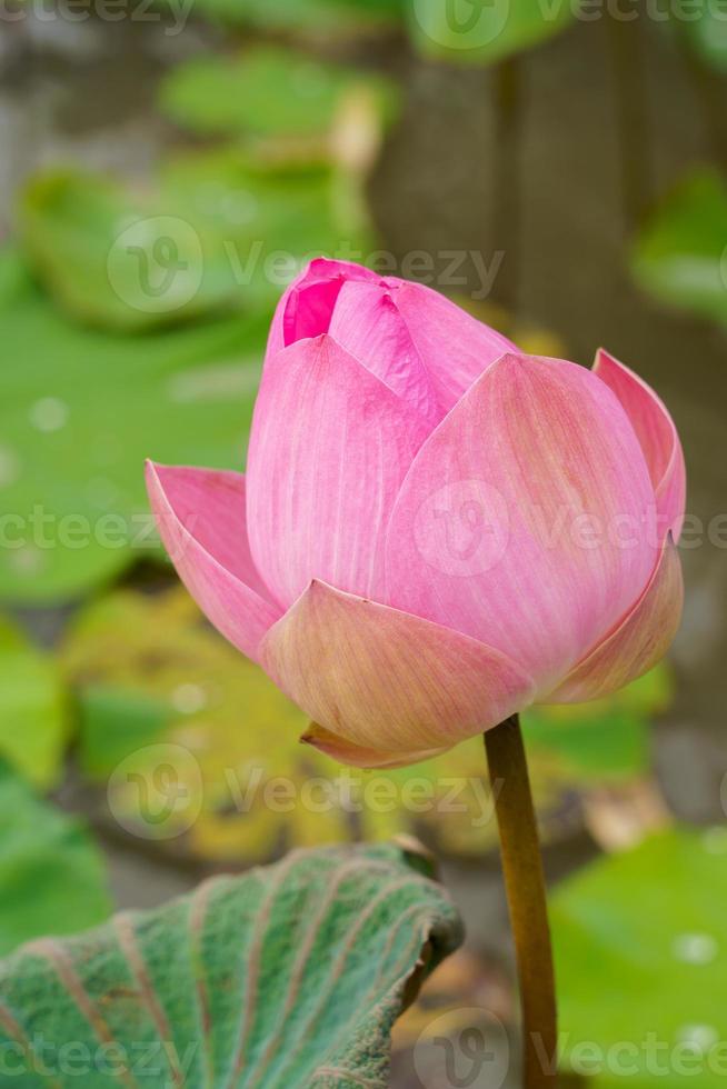 boccioli di loto rosa su un bellissimo sfondo verde foto