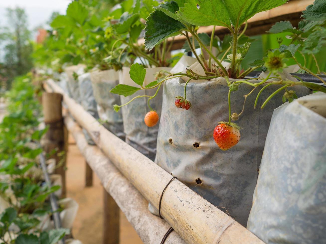 primo piano di fragola matura per il raccolto foto