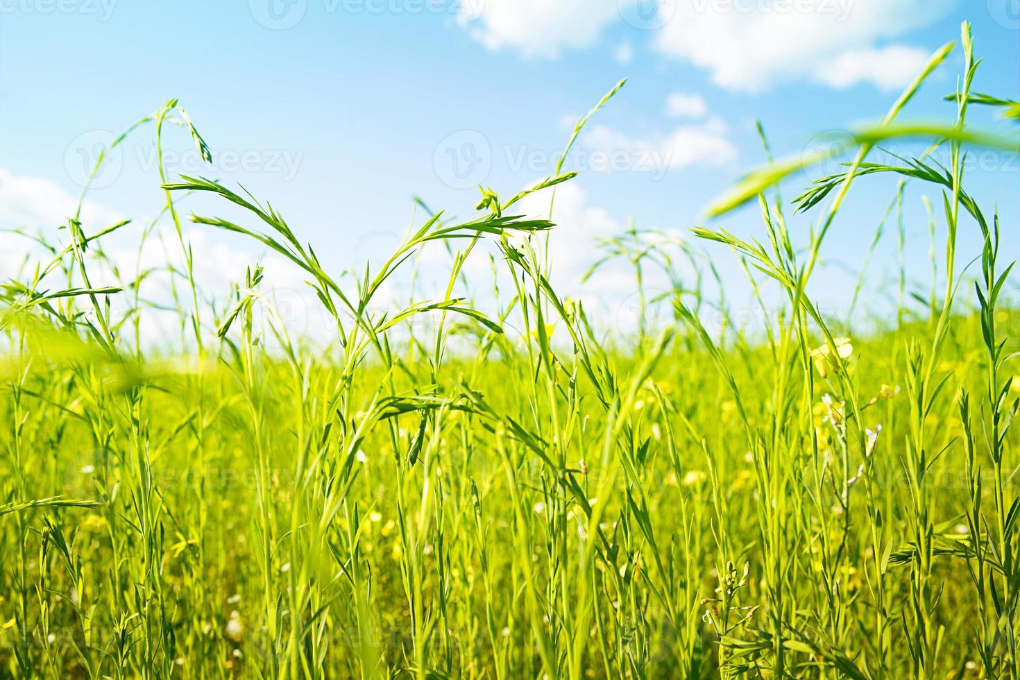 un verde campo primaverile con spighe luminose di lino in fiore. industria agricola, ecologia, primavera, copia spazio. pura natura foto