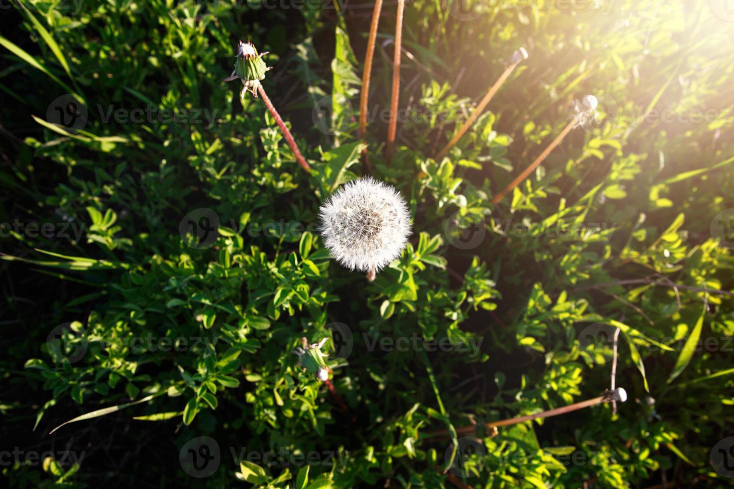 un dente di leone nell'erba è illuminato da un raggio di sole. estate, primavera, ecologia, naturalezza, genuinità, semplici gioie foto