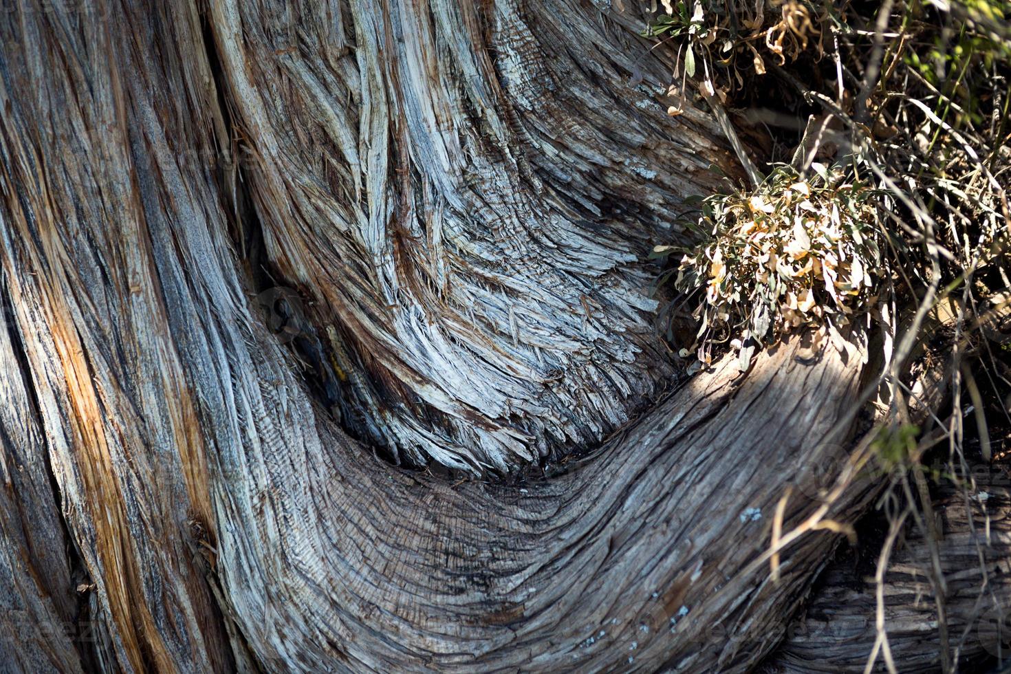 la consistenza di un tronco d'albero di ginepro secco. tronco curvo con fibre e strati. ecologia, sfondo naturale, copyspace. ecosistema foto