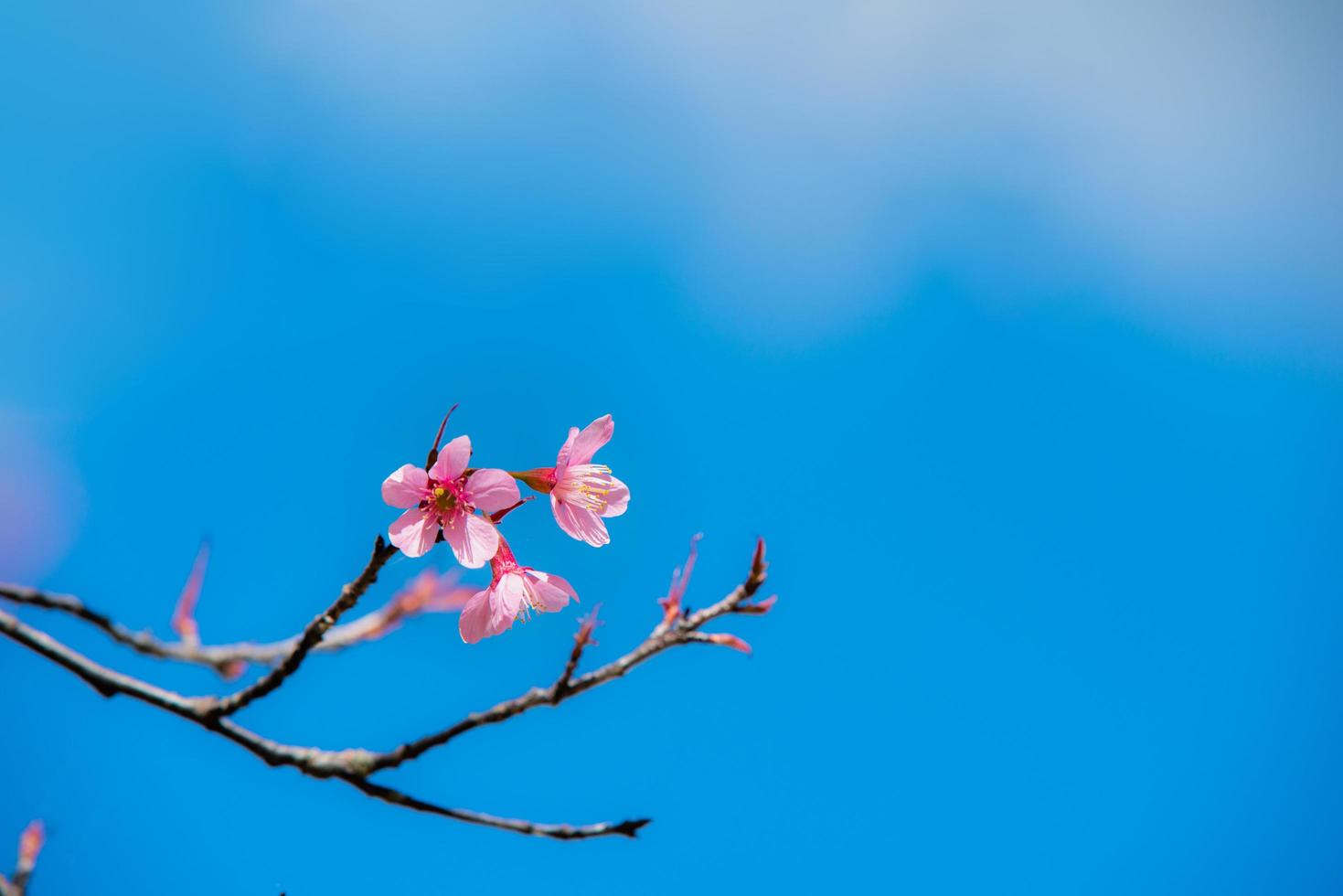 sfondo di sakura o fiori di ciliegio foto