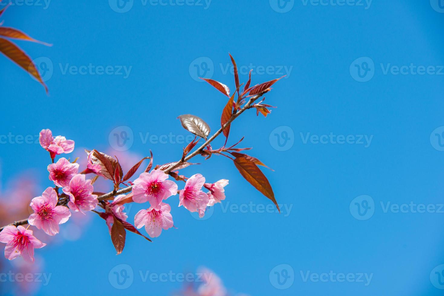 sfondo di sakura o fiori di ciliegio foto