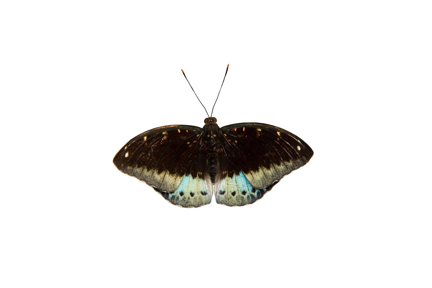 farfalla colorata isolata foto