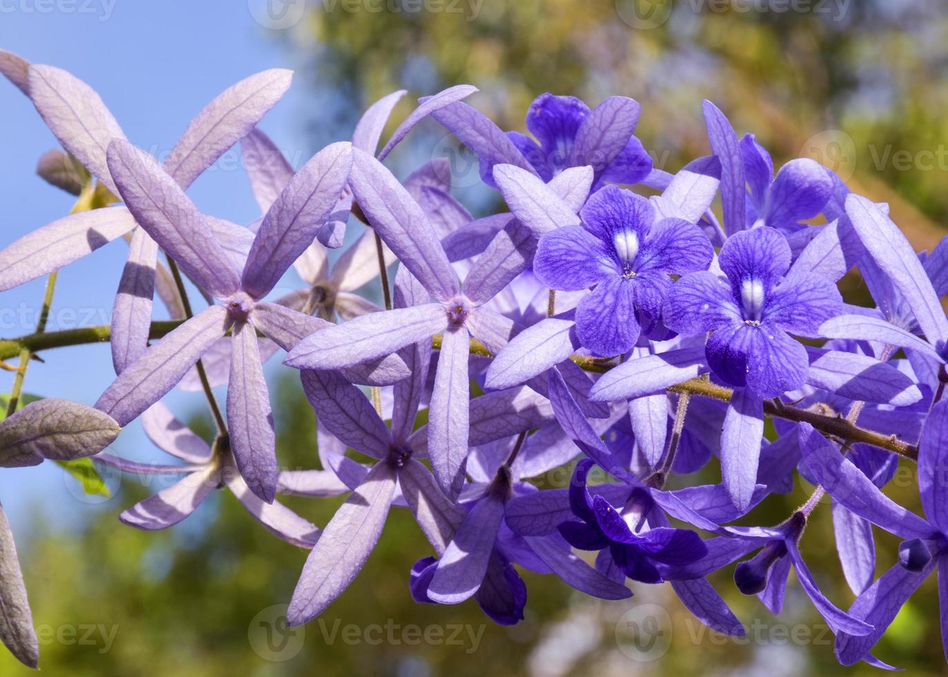 i fiori indaco che sbocciano nel parco foto