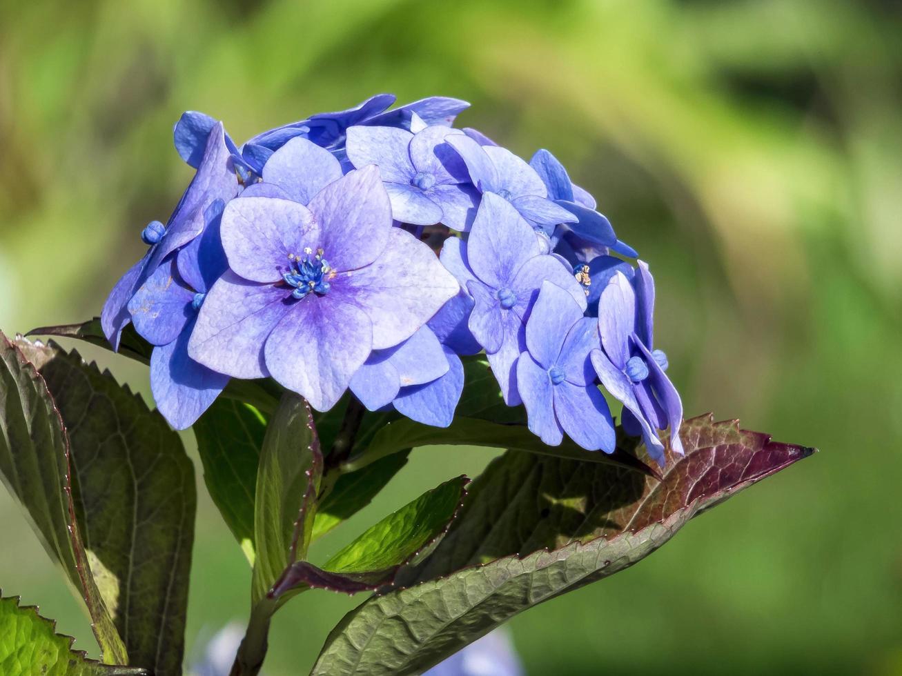 ortensia comune blu foto