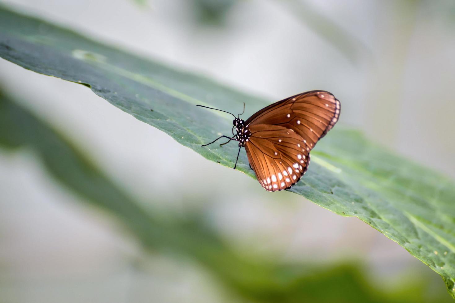farfalla di corvo comune foto