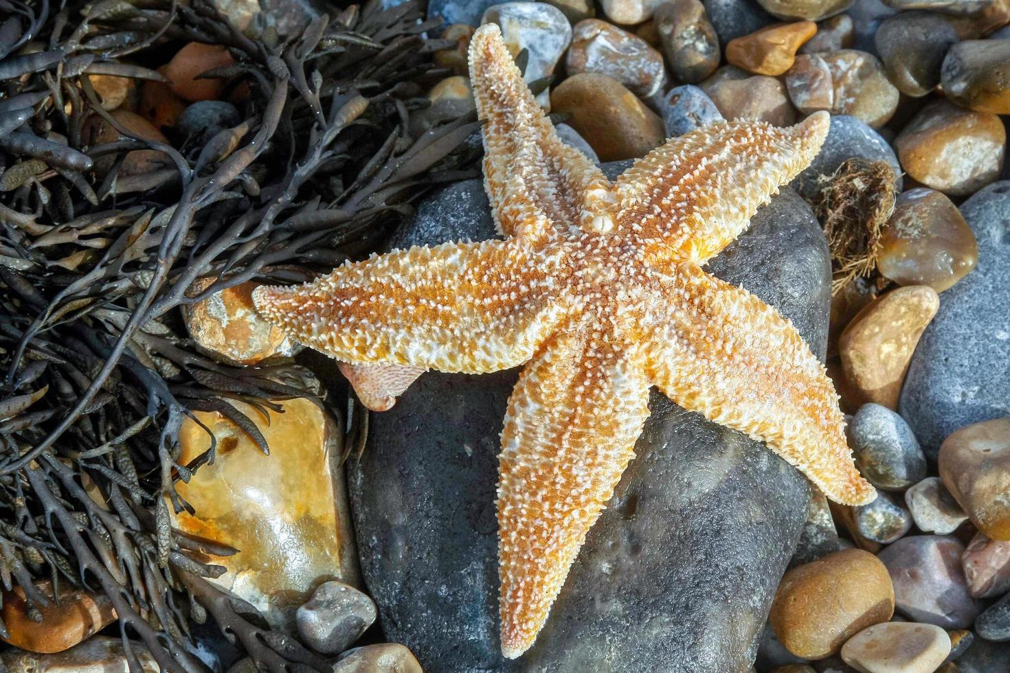le stelle marine comuni si sono arenate durante il dungeness foto