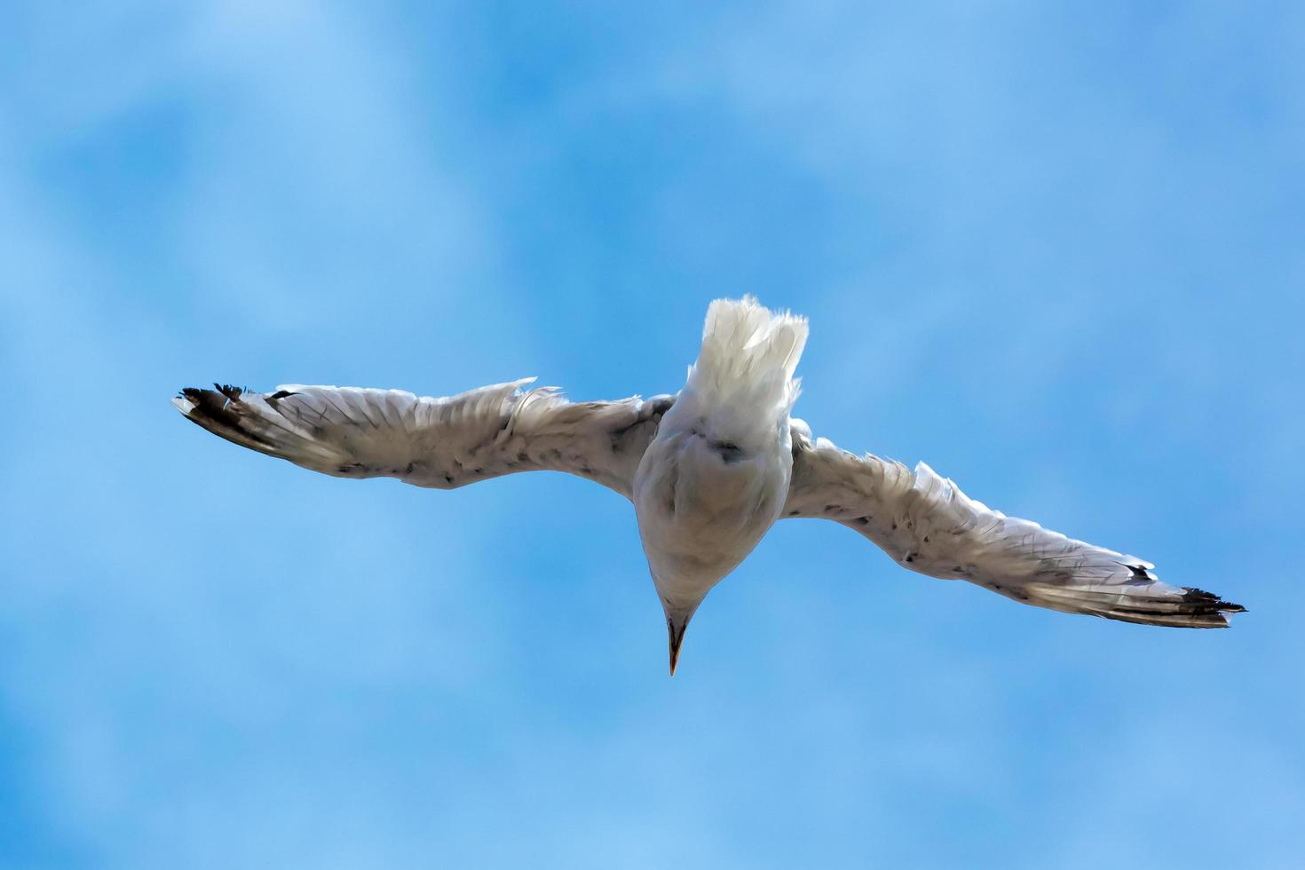 gabbiano comune in volo foto