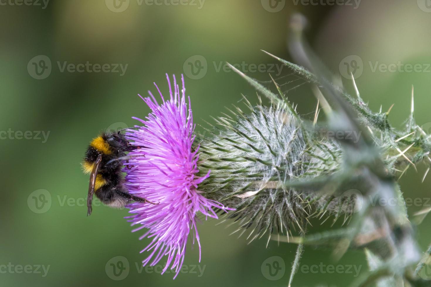 calabrone dalla coda buffa che raccoglie il polline di un cardo foto