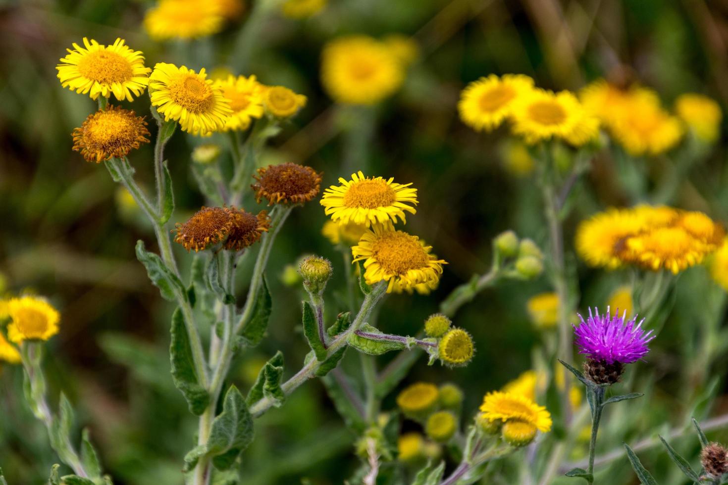 fleabane e cardi comuni che fioriscono vicino al serbatoio ardingly nel sussex foto