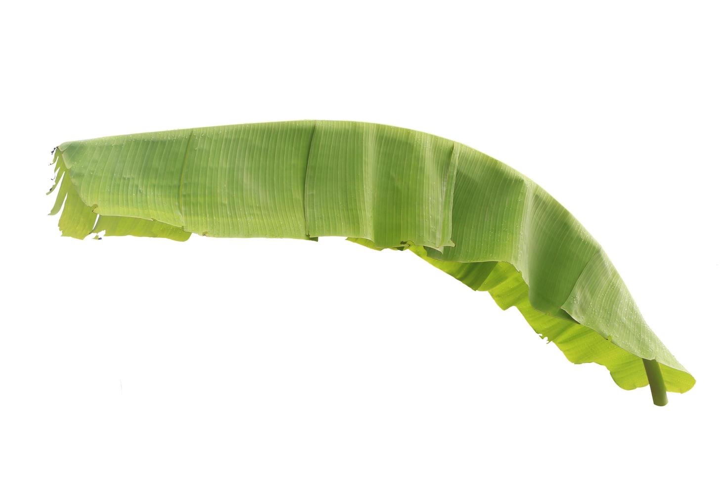 foglia di banana isolata su uno sfondo bianco con un tracciato di ritaglio. foto