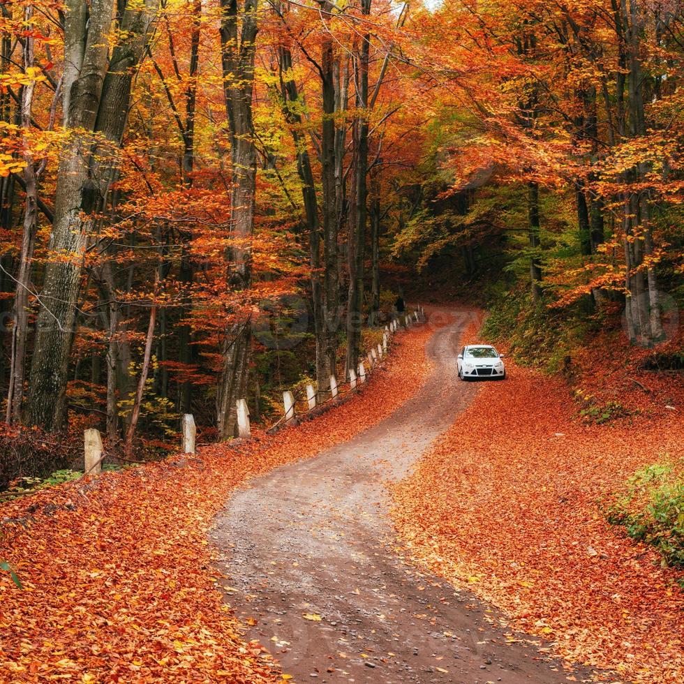 auto su un sentiero nel bosco foto