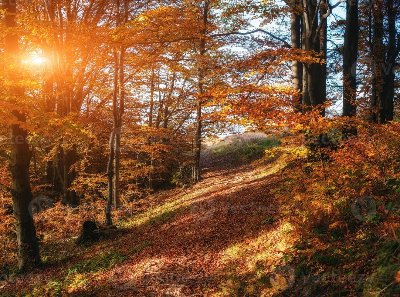 strada forestale in autunno foto