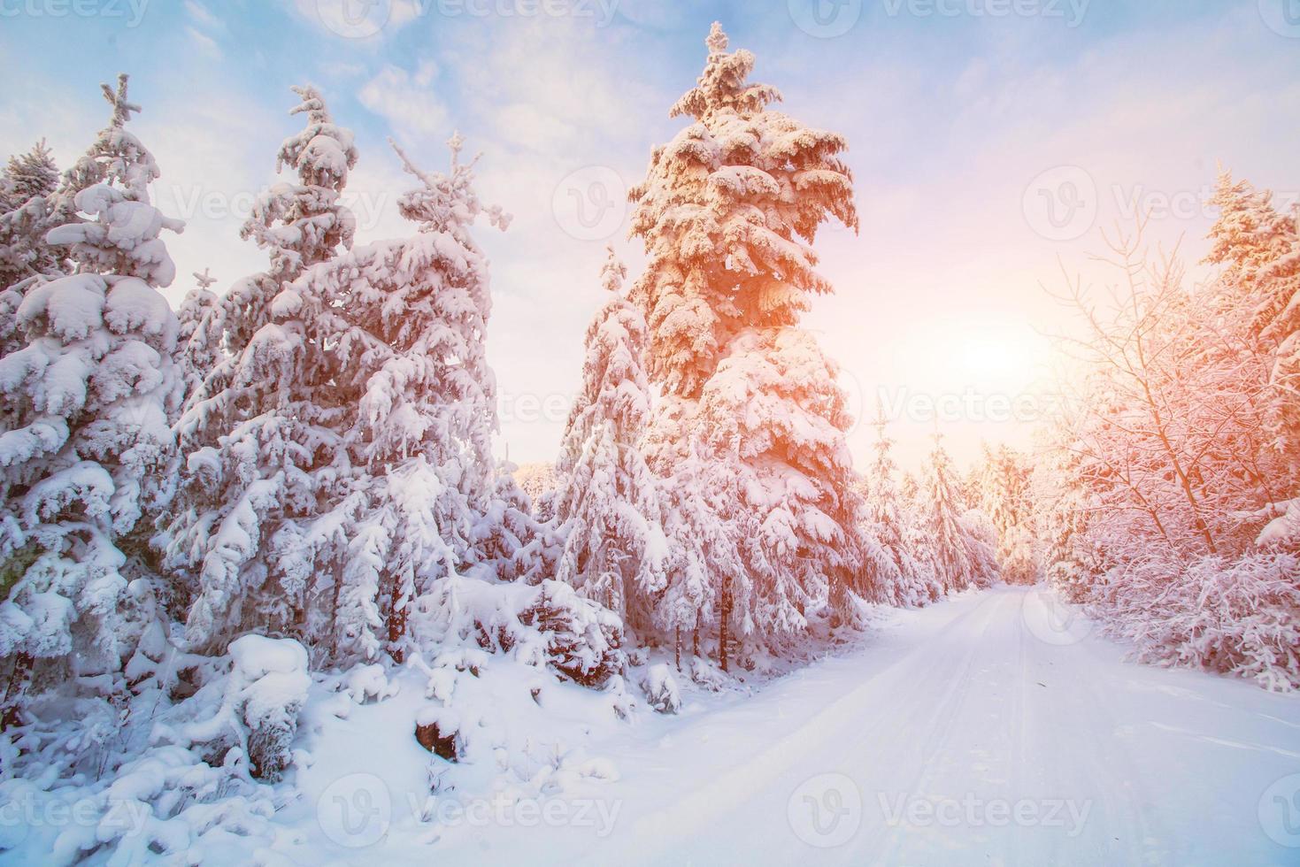 albero coperto di neve inverno magico foto