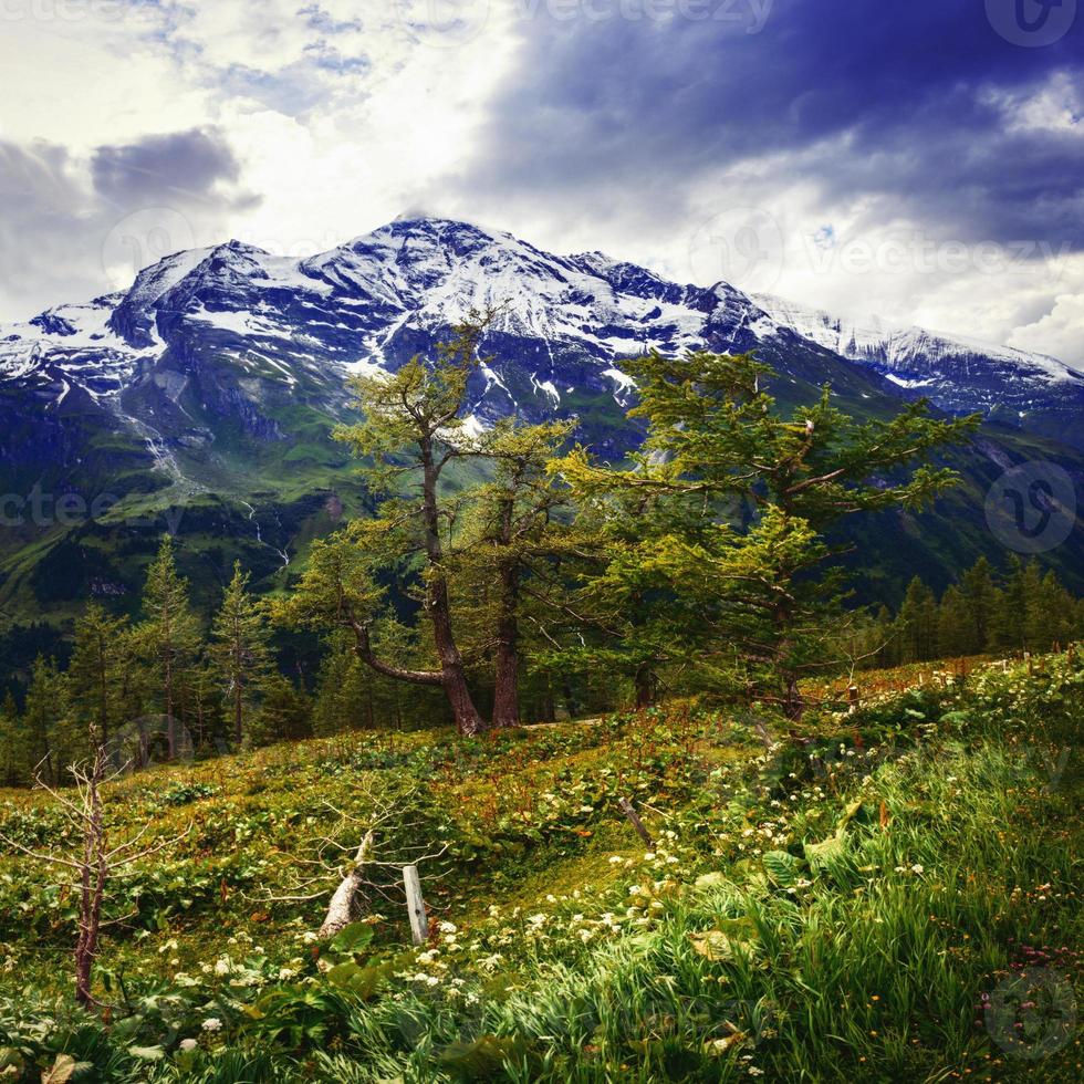 magnifica vista sulle alpi foto