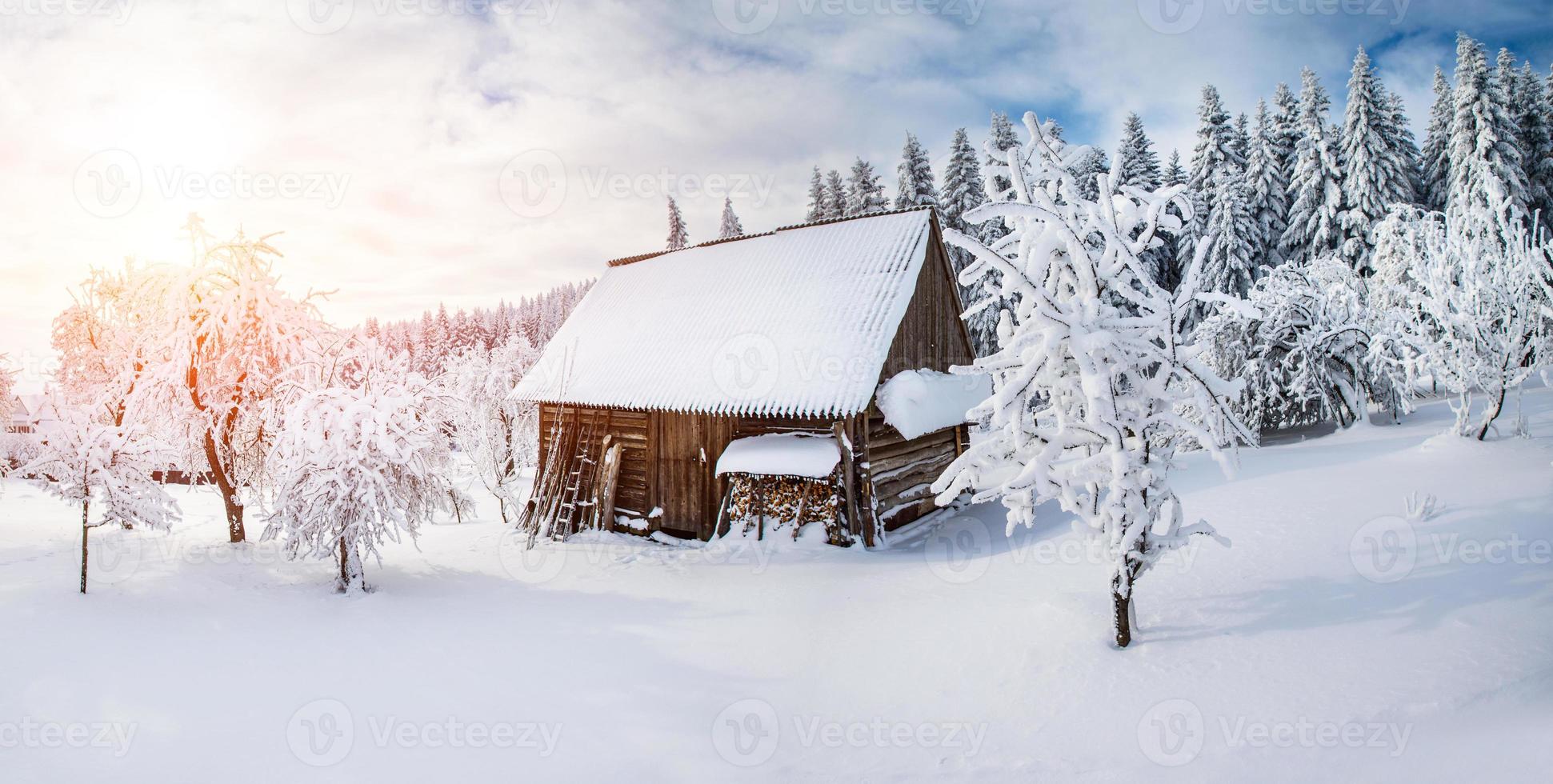 alberi in inverno foto