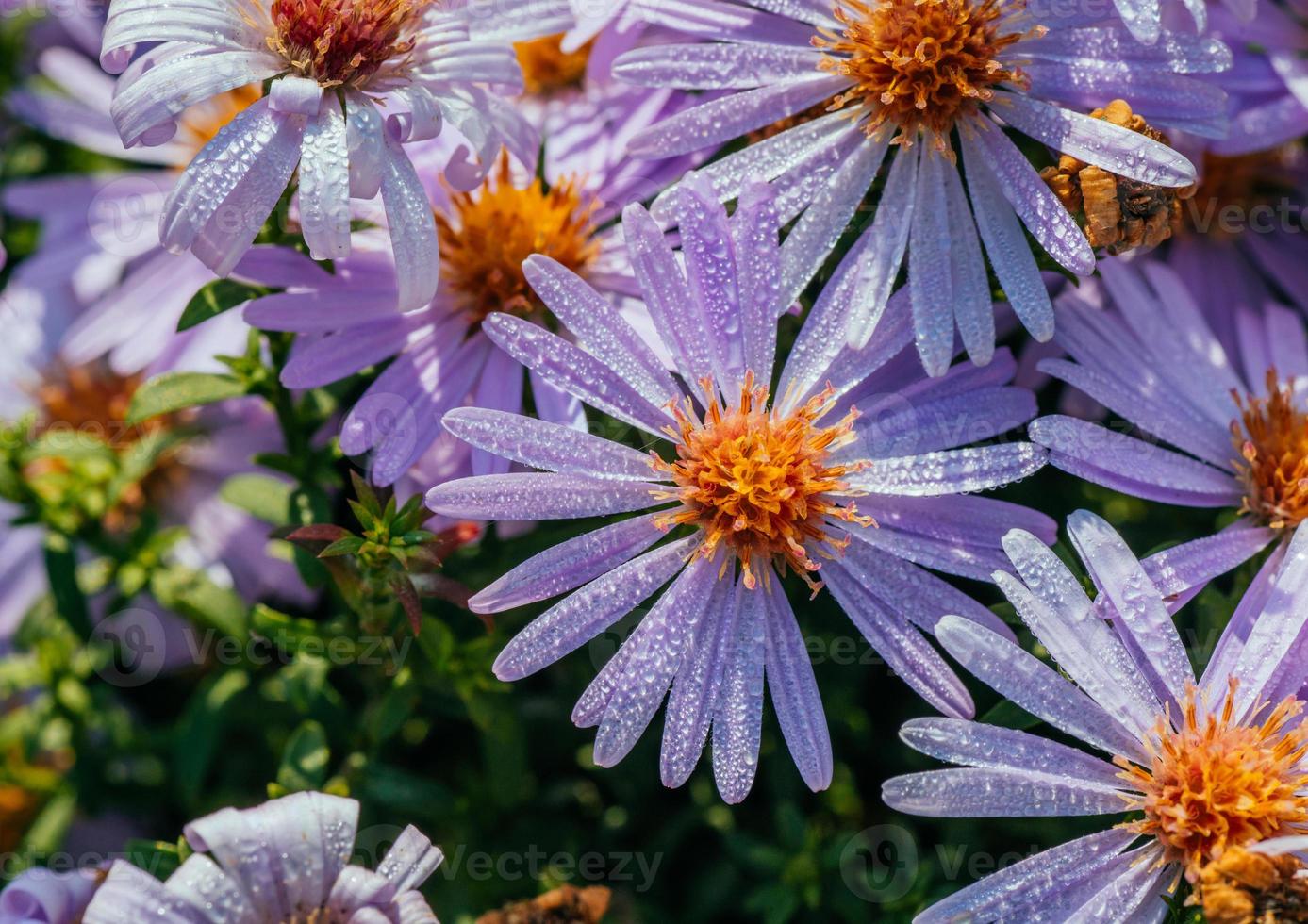 aiuola magenta aster sotto la luce del sole foto