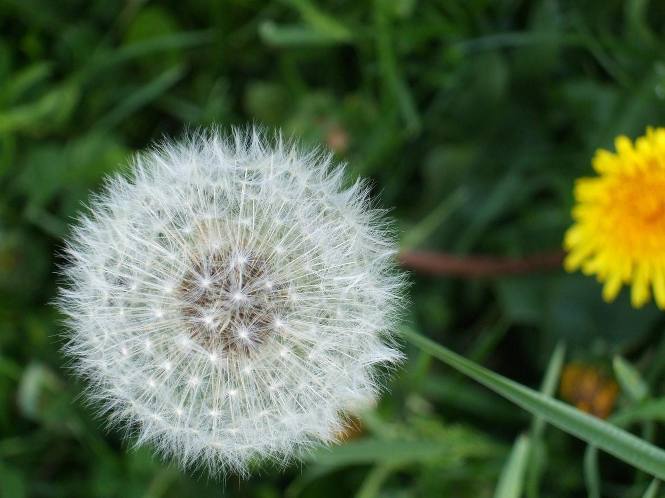 dente di leone. fiore. La bellezza della natura foto