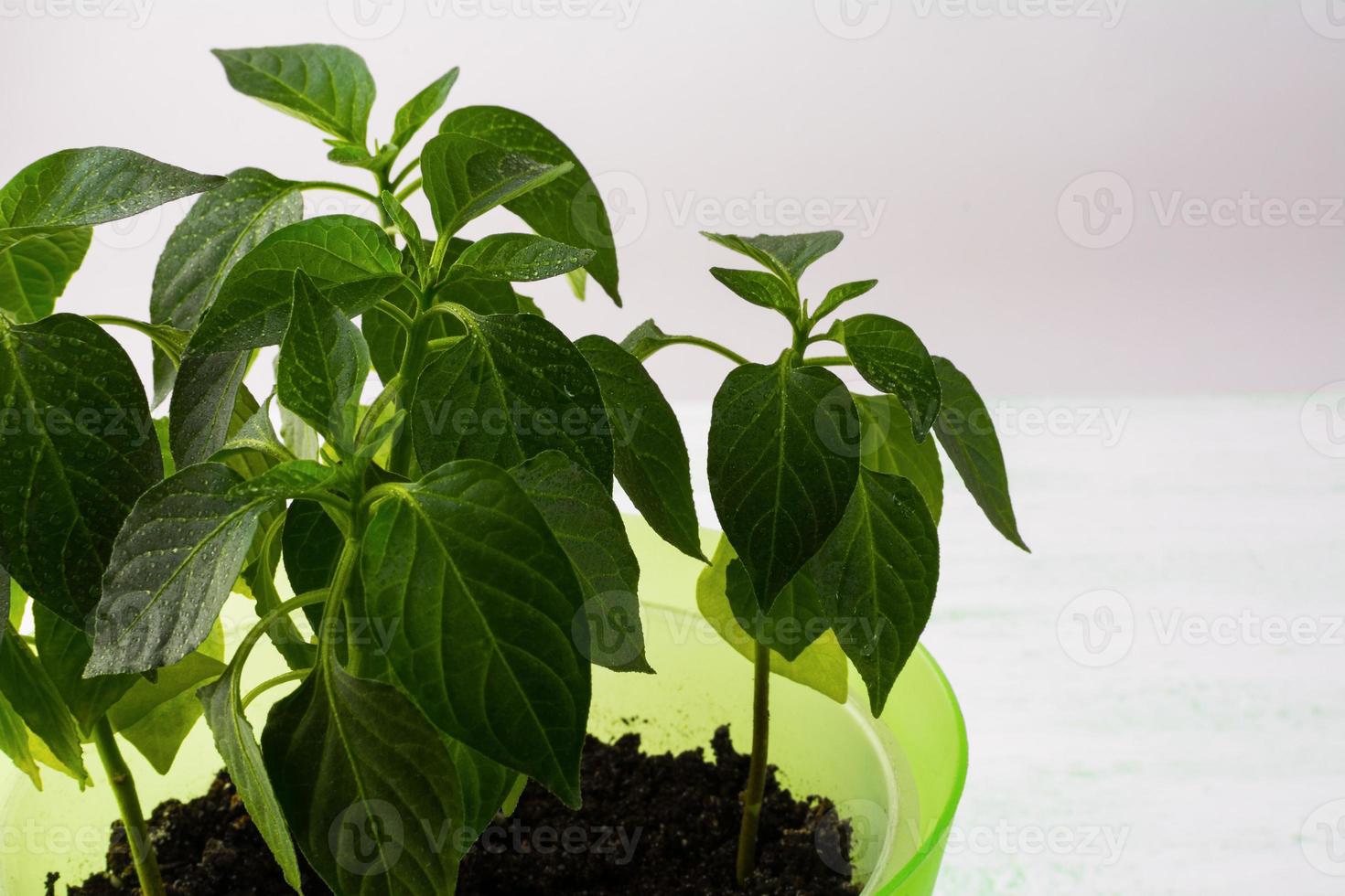 giovane pianta di paprika, primo piano, copia spazio foto