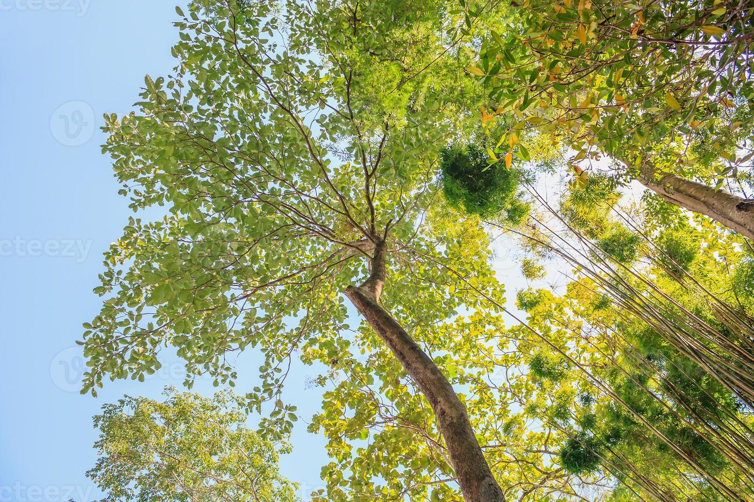 alberi forestali. Sfondi di natura verde e legno del sole foto