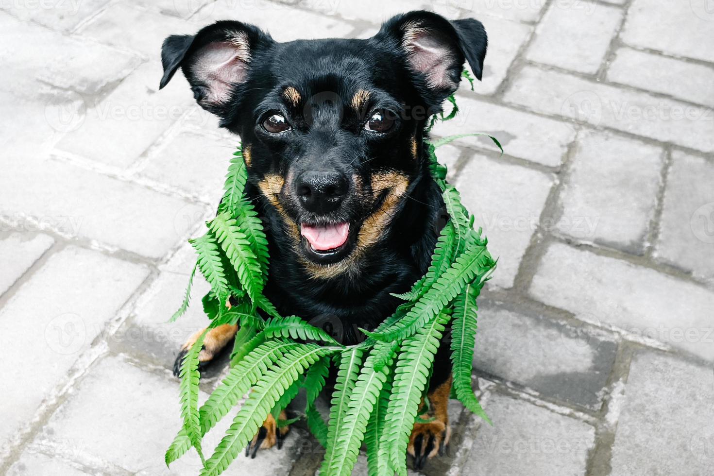 un piccolo cane nero in natura, sorridente foto