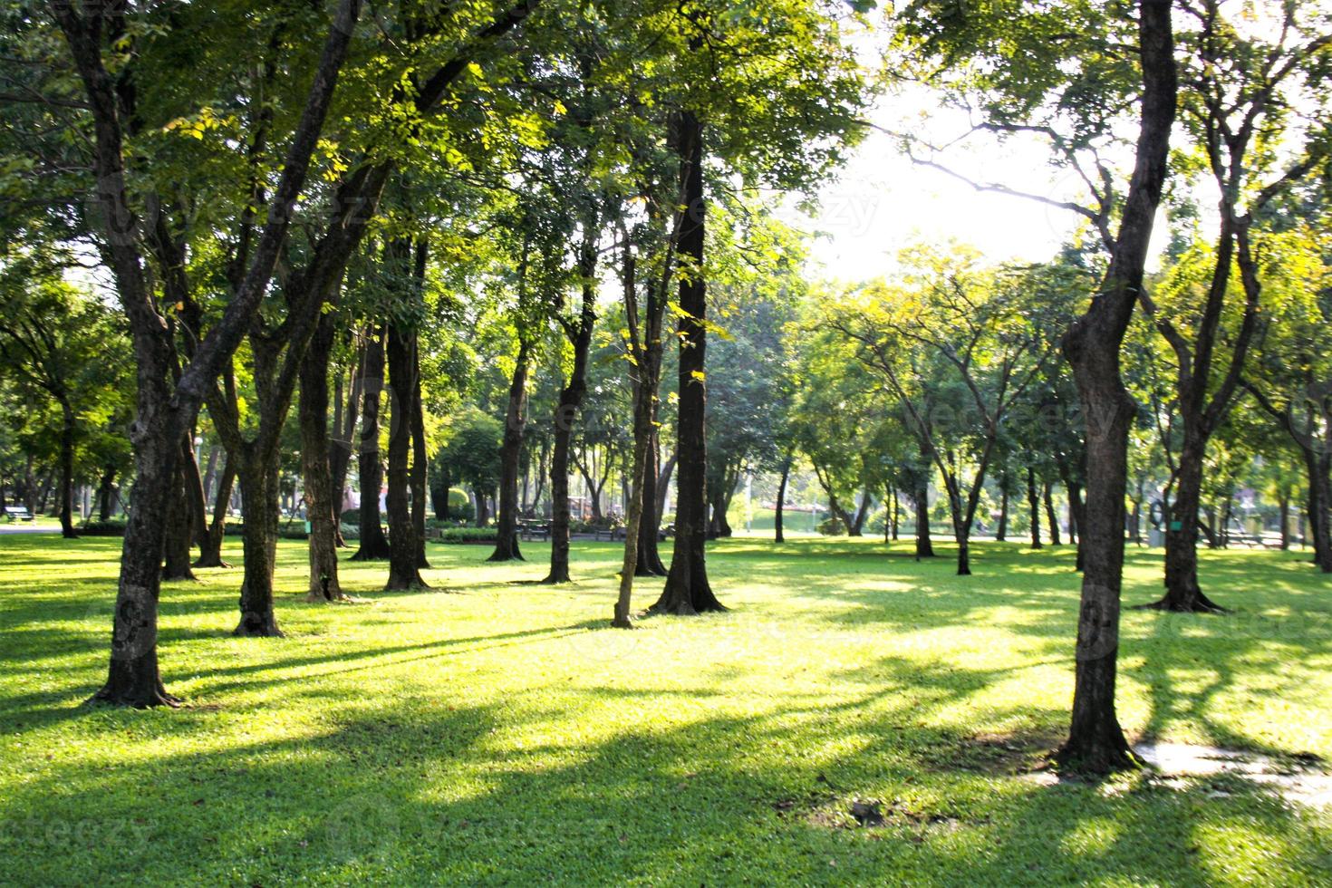 alberi di luce solare e paesaggio a chatuchak bangkok thailandia foto