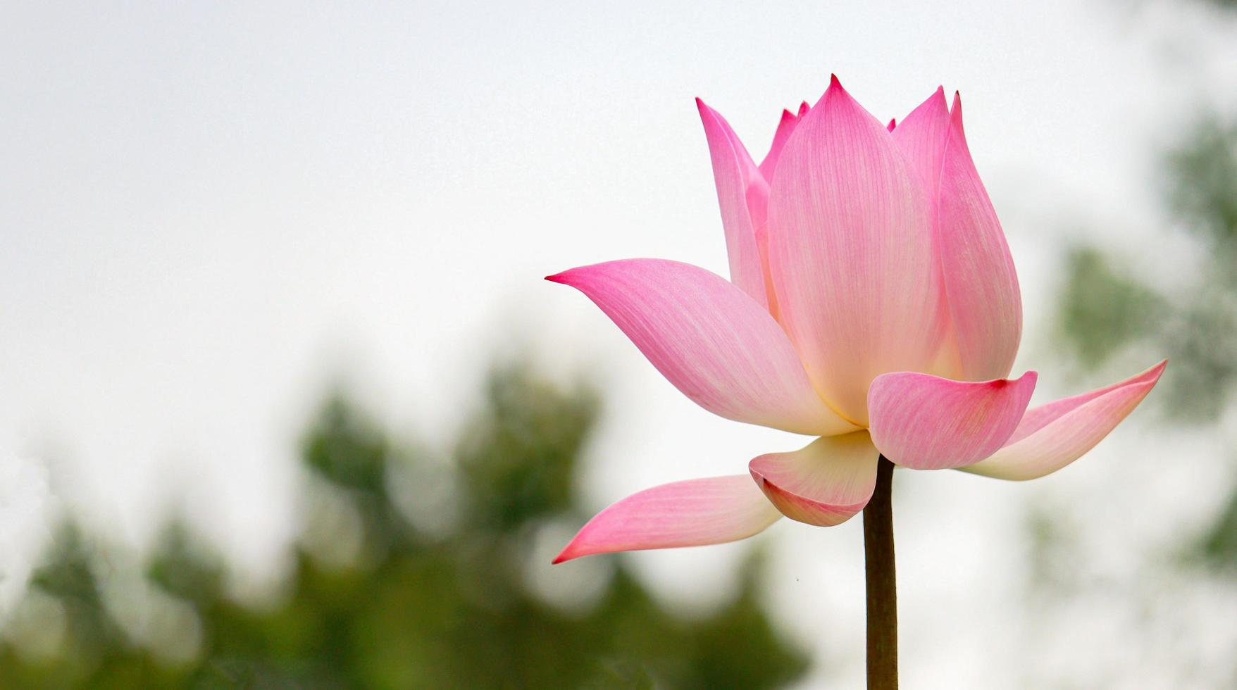 bellissimi fiori di loto che sbocciano nel giardino foto