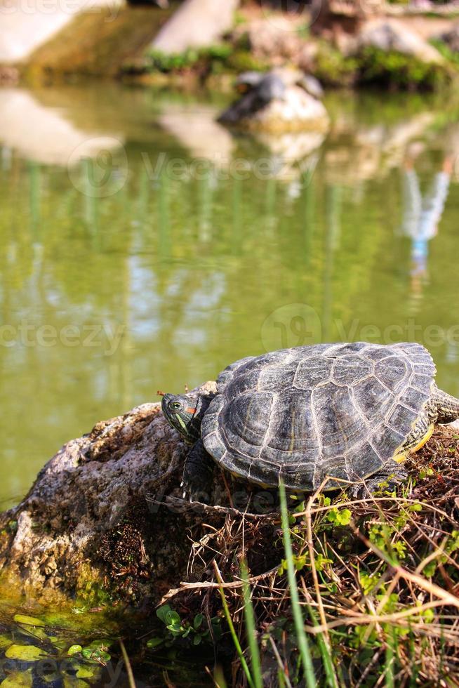 le tartarughe nello stagno si crogiolano al sole su una pietra foto