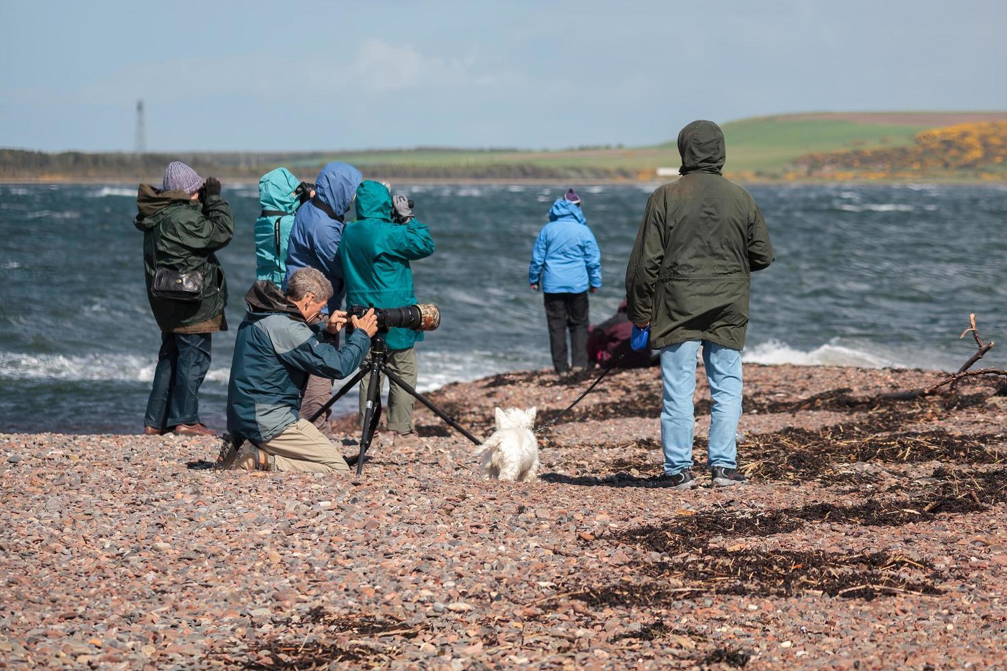 Chanonry Point, Isola Nera, Scozia, Regno Unito, 2011. persone in cerca di delfini foto