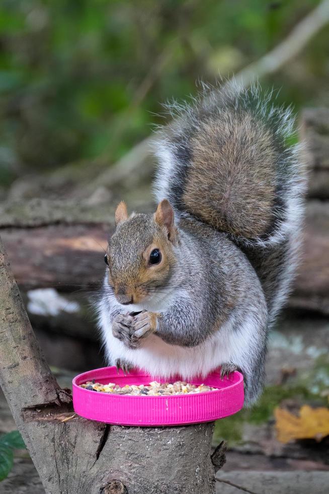 scoiattolo grigio che mangia semi da un coperchio di un barattolo di plastica rosa foto