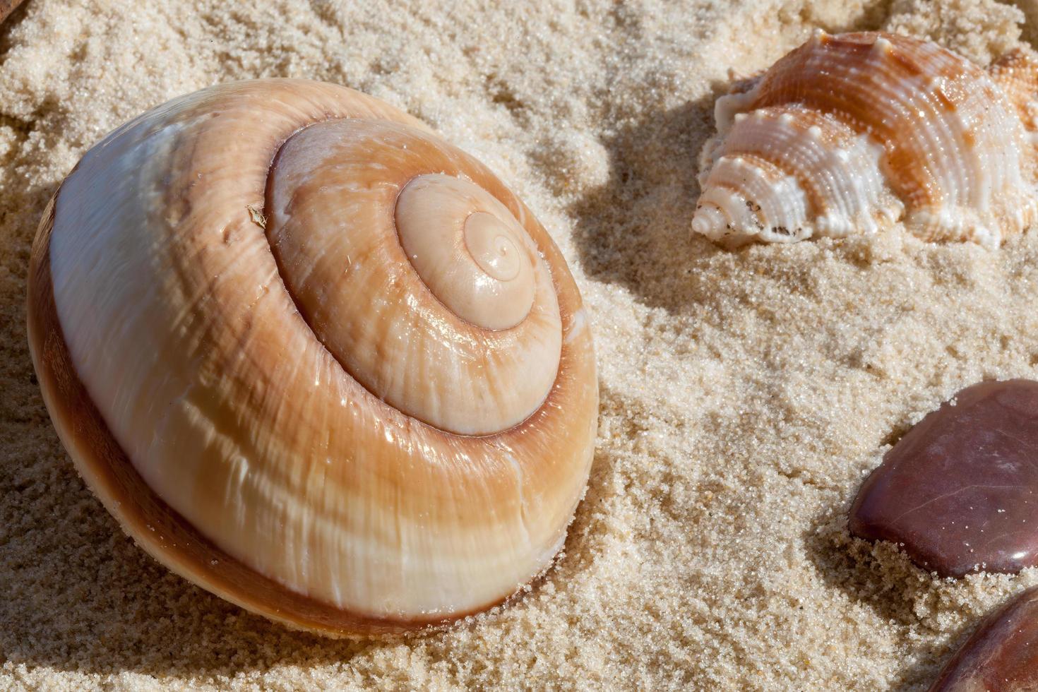 conchiglie e sassi in sabbia soffice foto