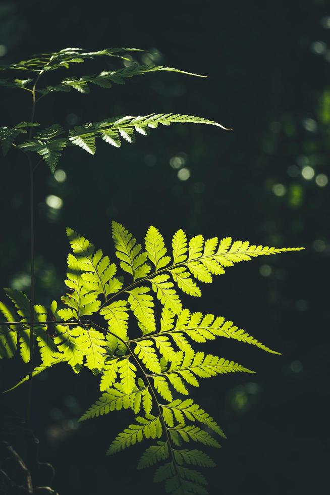la luce del sole e l'ombra sulla superficie delle foglie di felce verde stanno crescendo in uno stile tropicale dai toni scuri e nella cornice verticale foto