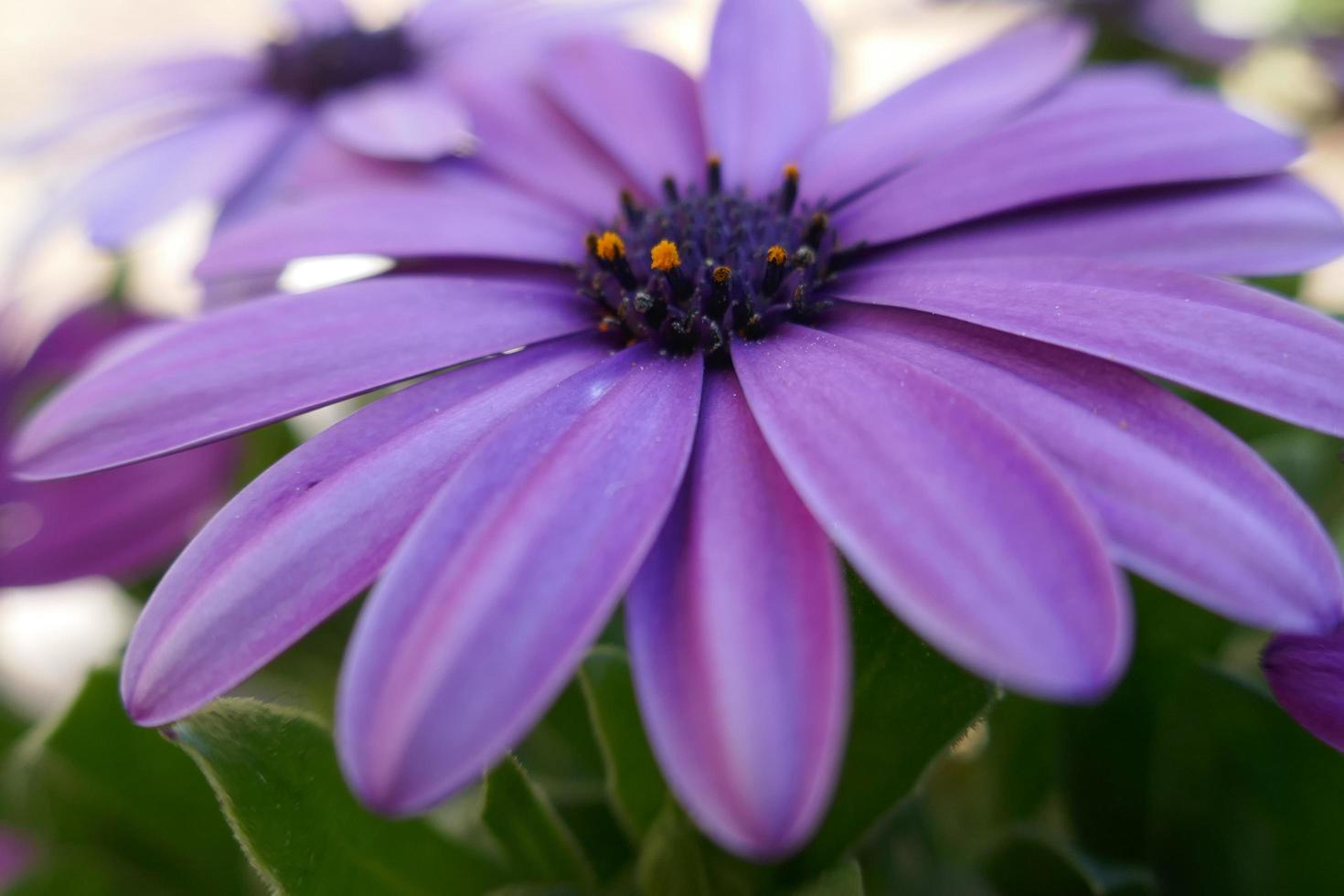 margherite viola in una giornata di sole foto