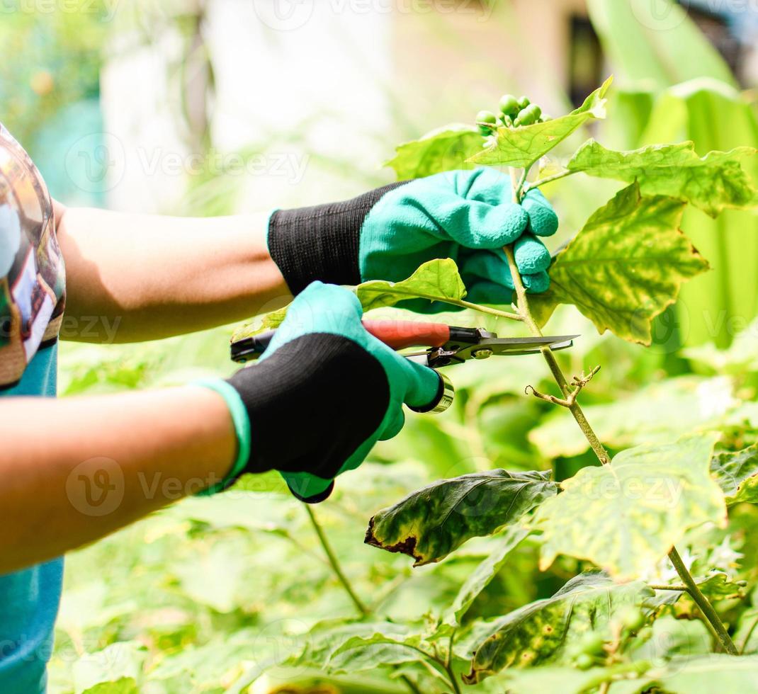 una donna indossa guanti agricoli nel giardino intorno alla casa. è un concetto di agricoltura domestica per hobby e relax in estate. primo piano, messa a fuoco selettiva, sfondo sfocato foto