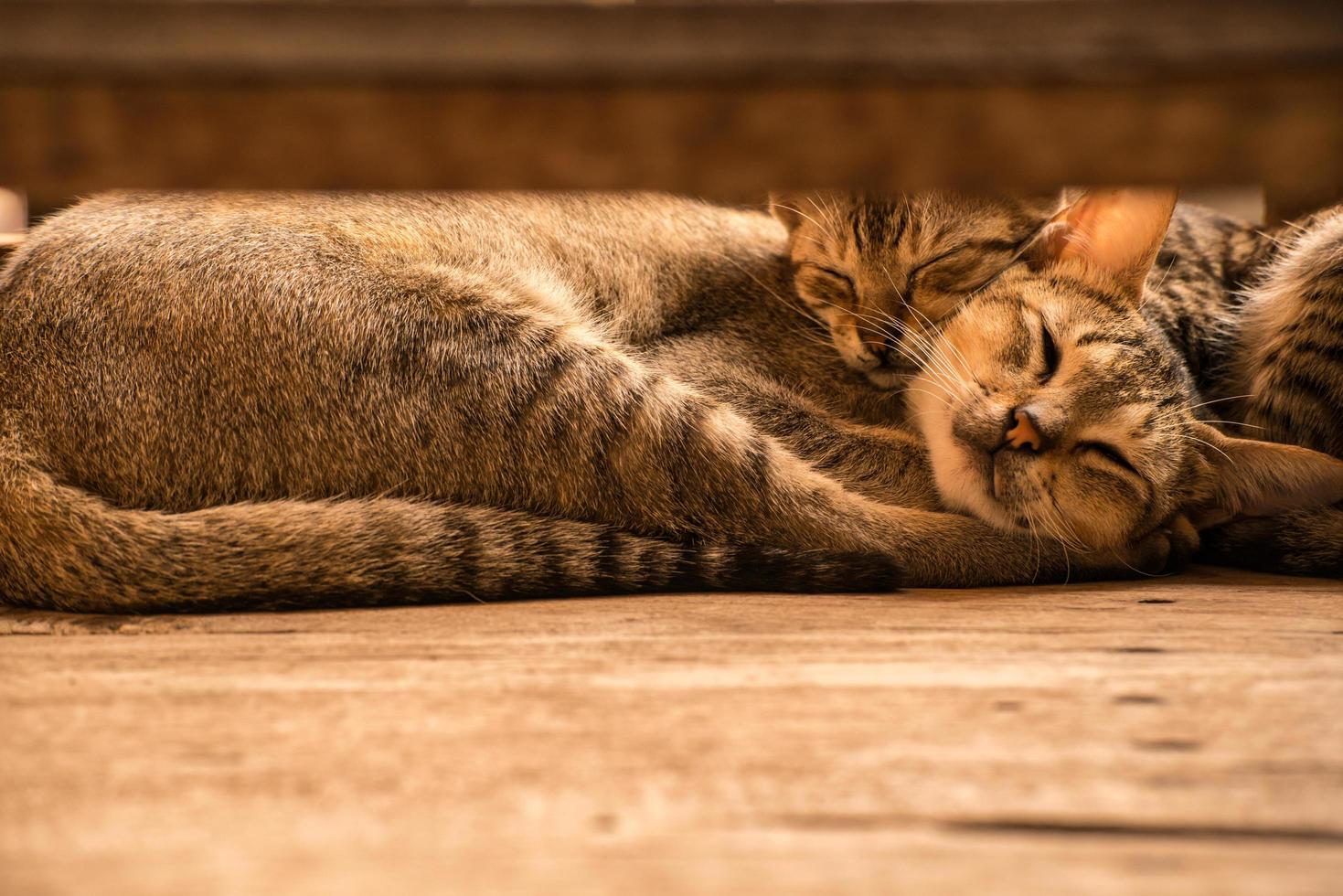 colpo ritagliato di coppia domestica cuties gatto che dorme. foto