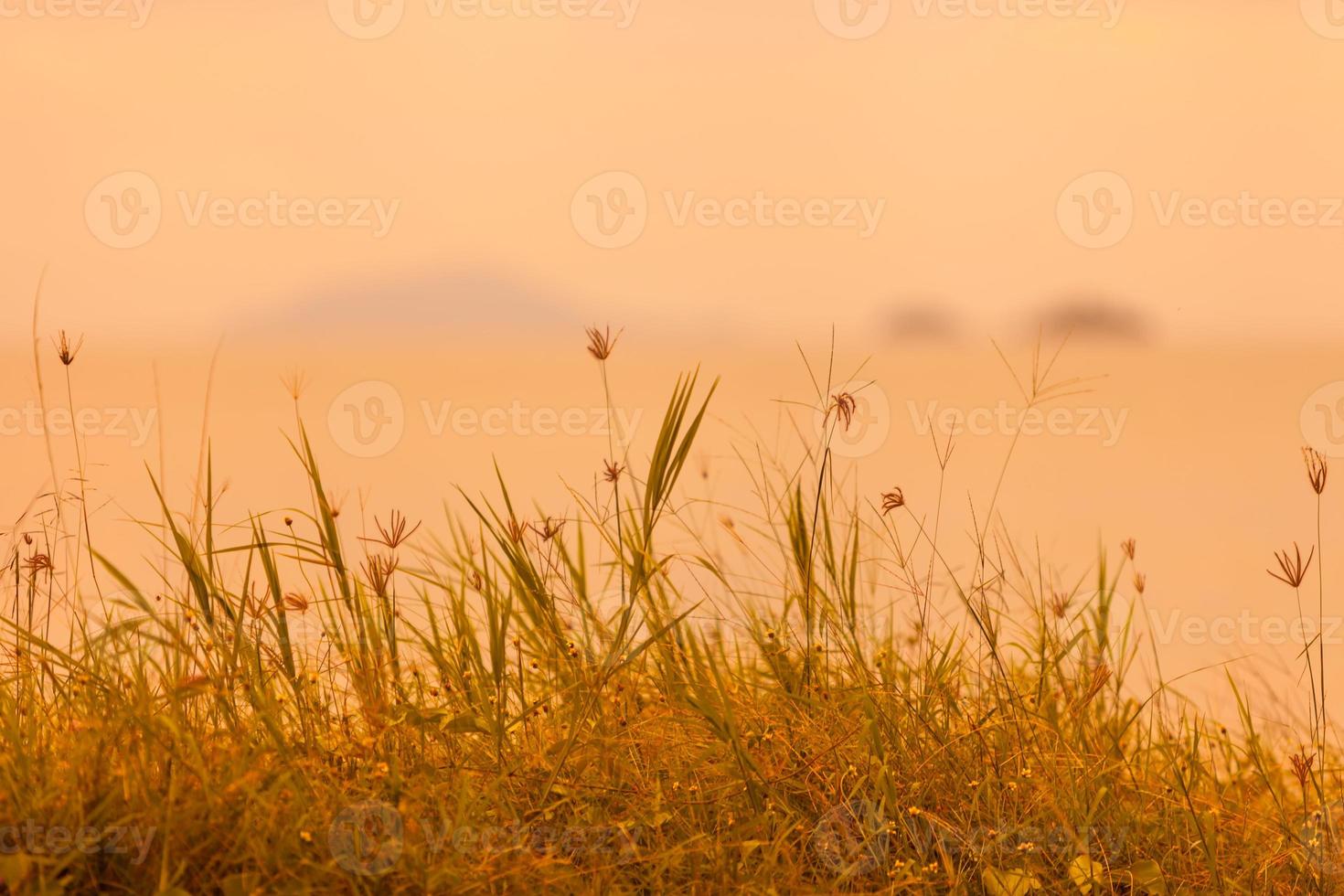 sfondo naturale astratto con erba nel prato e cielo arancione nella parte posteriore foto