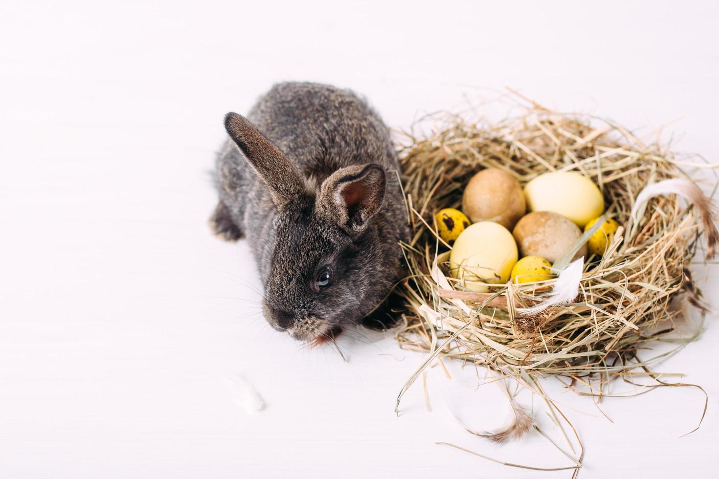 coniglietto pasquale con uova di Pasqua e un nido di fieno. piccolo coniglio grigio. foto