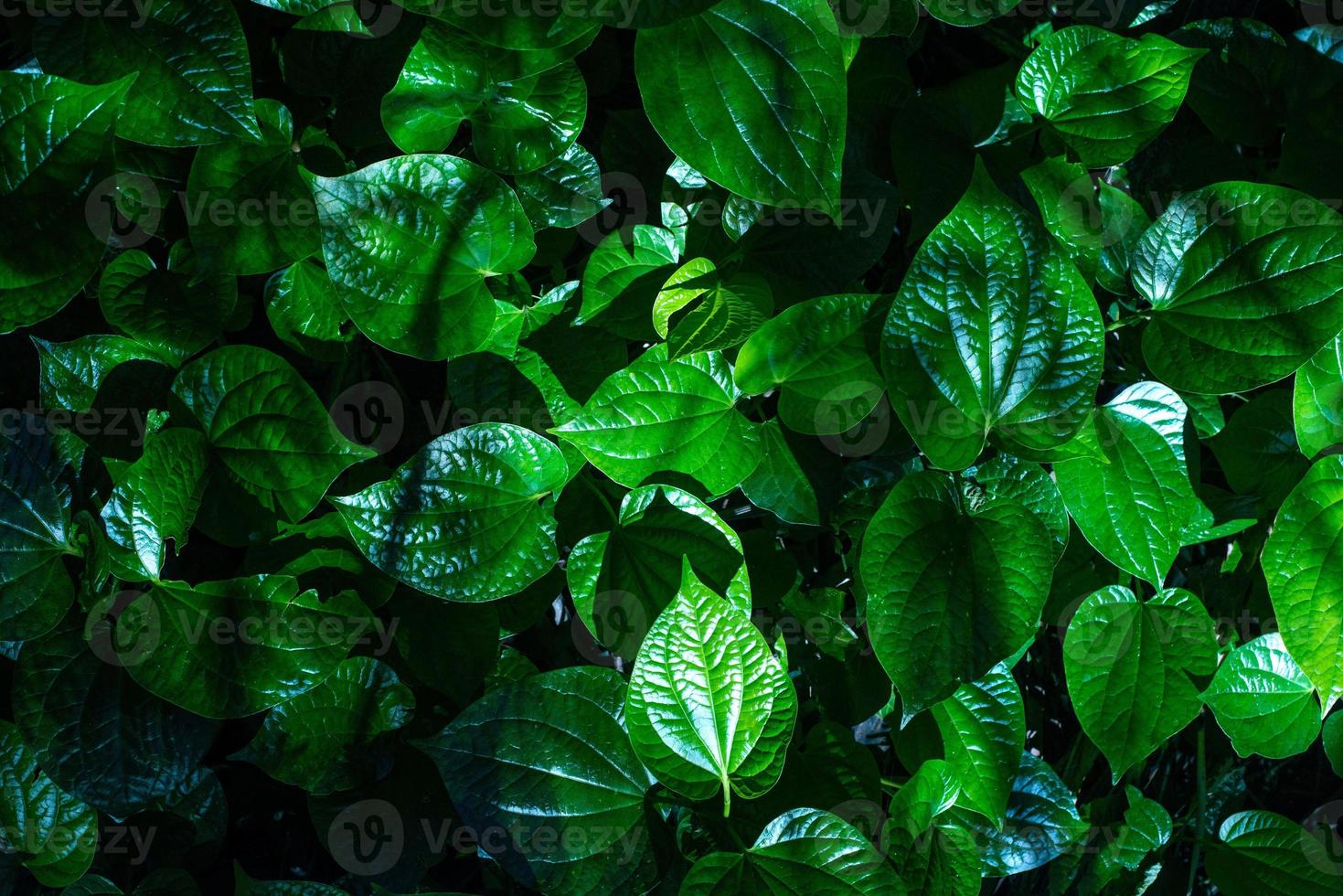 cornice bianca su sfondo verde foglia, il testo può essere scritto, foglie verdi lussureggianti naturali di sfondo texture foglia. foto