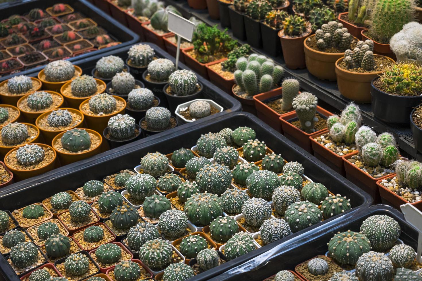 molti vari piccoli cactus in vasi di plastica sullo scaffale per la vendita nel negozio di piante al mercato all'aperto foto