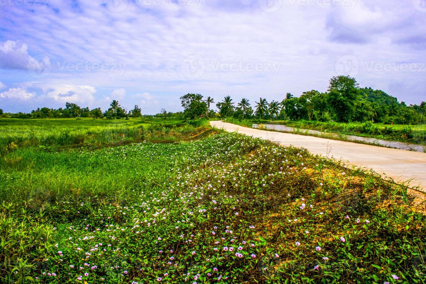 strada di campagna e riso di campo bellezza natura nel sud della Thailandia foto